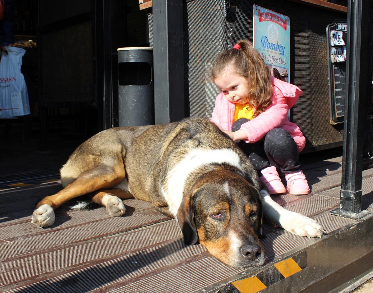 İ&ccedil;inizi ısıtacak g&ouml;r&uuml;nt&uuml;ler... Sokak hayvanları bu kafelere rahat&ccedil;a girip &ccedil;ıkıyor