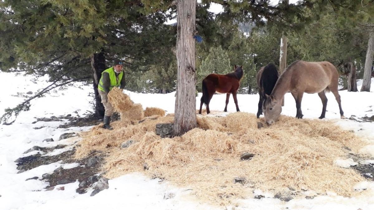 B&uuml;y&uuml;kşehir ekipleri, yılkı atlarına yem bıraktı