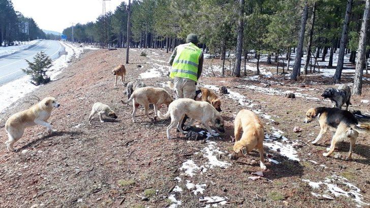 Büyükşehir ekipleri, yılkı atlarına yem bıraktı G2