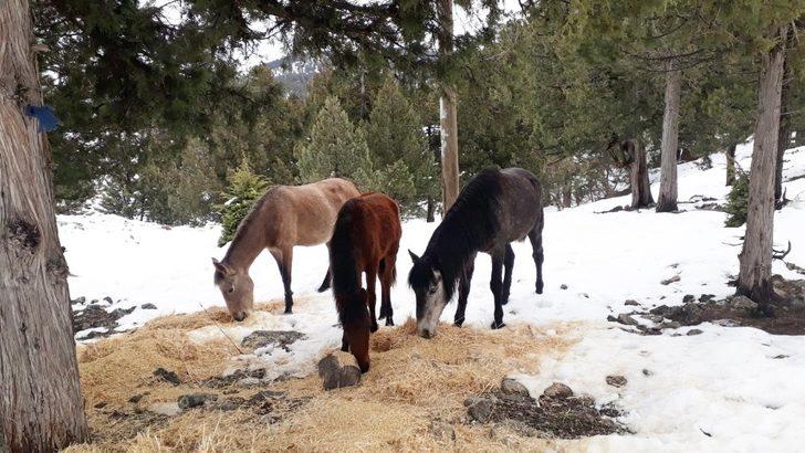 Büyükşehir ekipleri, yılkı atlarına yem bıraktı G3