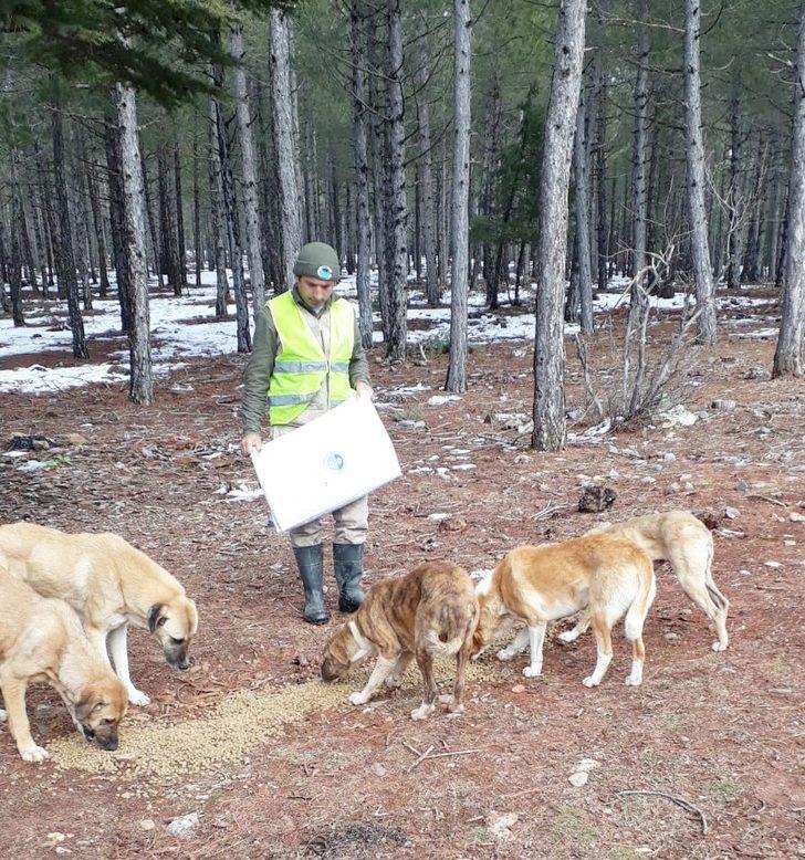 Büyükşehir ekipleri, yılkı atlarına yem bıraktı G4