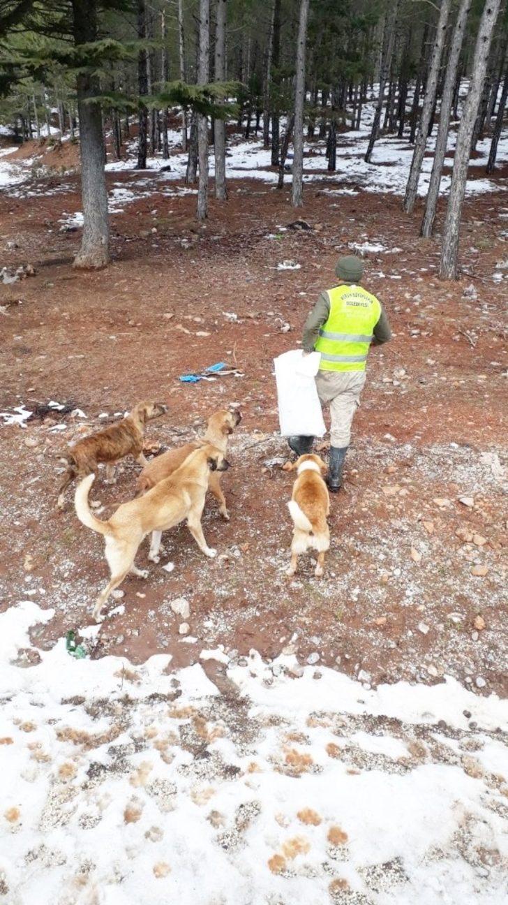 Büyükşehir ekipleri, yılkı atlarına yem bıraktı G5