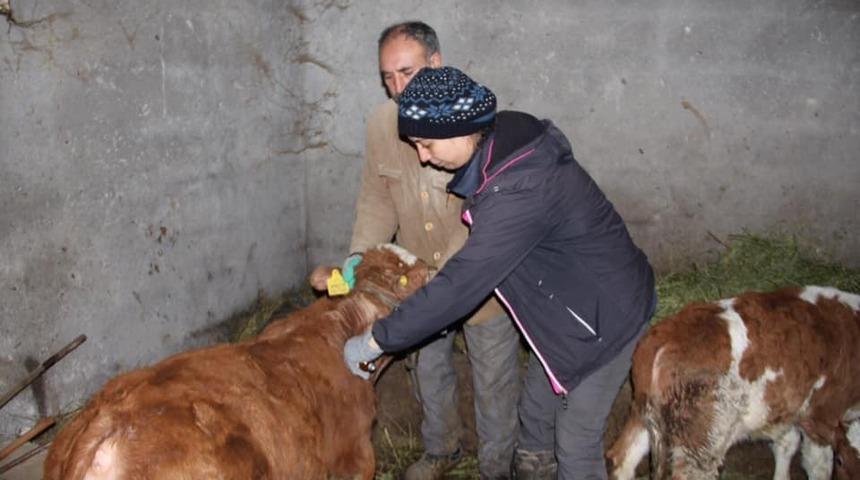 Iğdır’da aşılama çalışmaları devam ediyor
