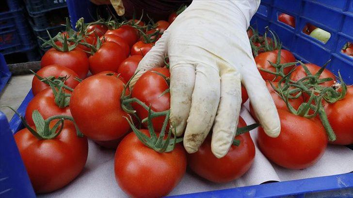  Rusya, Türkiye'den domates ithalat kotasını artırdı