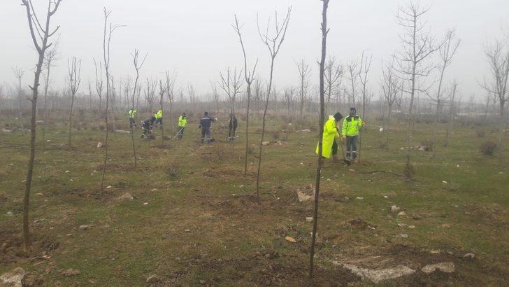Büyükşehir’den Yukarı Hereke’de ağaçlandırma çalışması G1