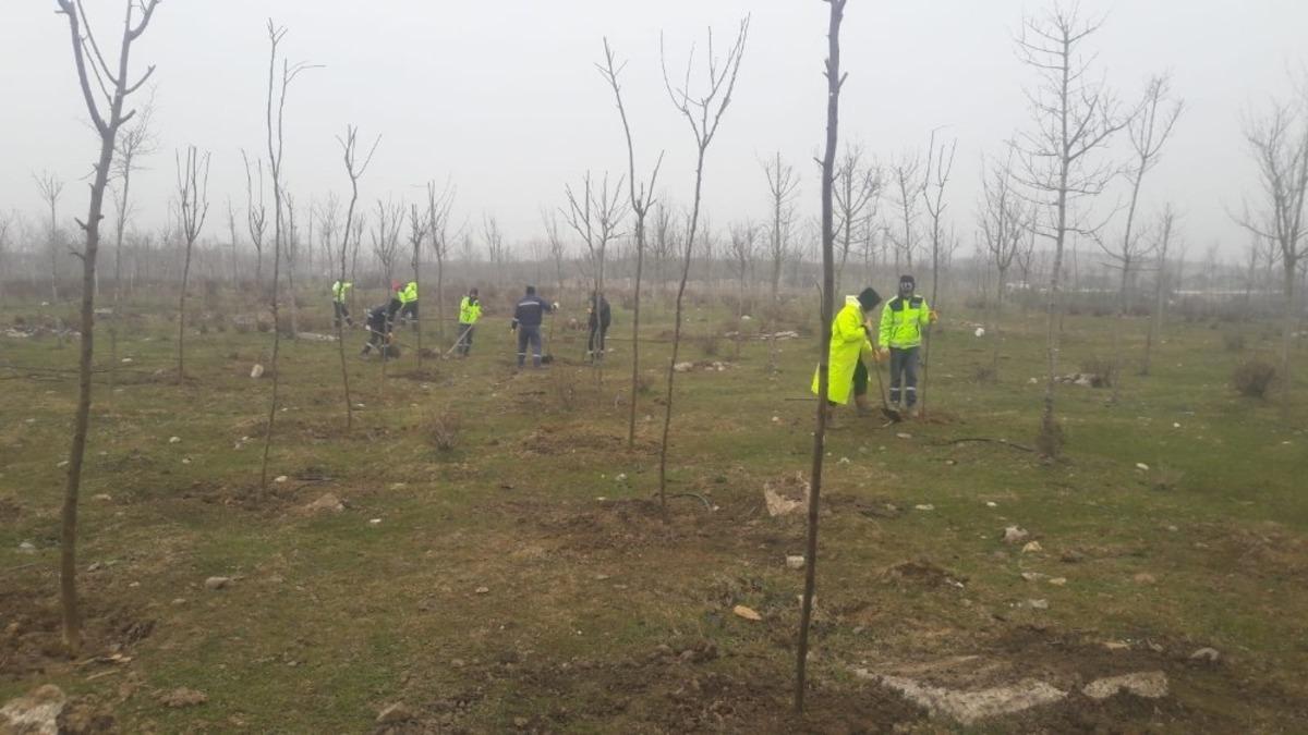 B&uuml;y&uuml;kşehir&rsquo;den Yukarı Hereke&rsquo;de ağa&ccedil;landırma &ccedil;alışması