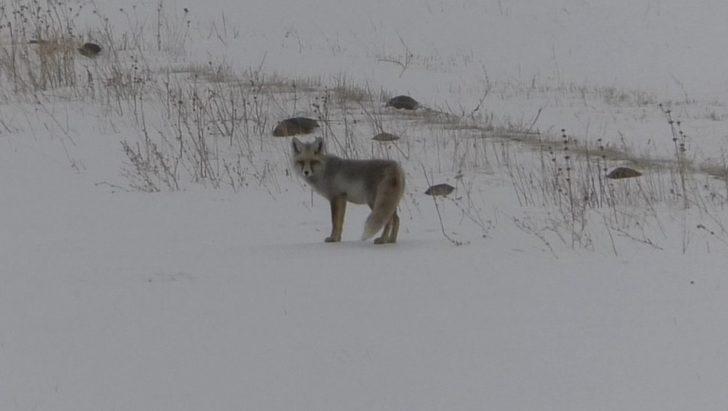 Kars’ta tilkilerin yiyecek arayışı G1