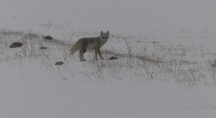 Kars’ta tilkilerin yiyecek arayışı G2
