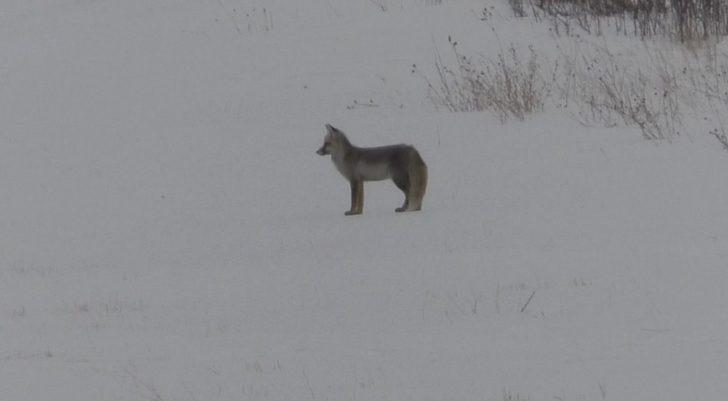 Kars’ta tilkilerin yiyecek arayışı G3