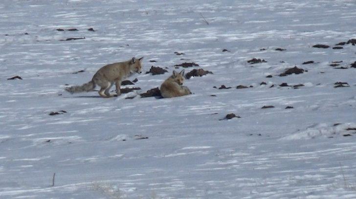 Kars’ta tilkilerin yiyecek arayışı G4