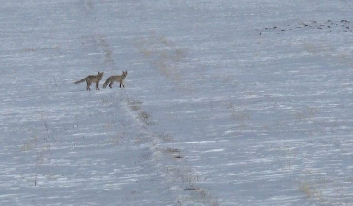 Kars’ta tilkilerin yiyecek arayışı G5