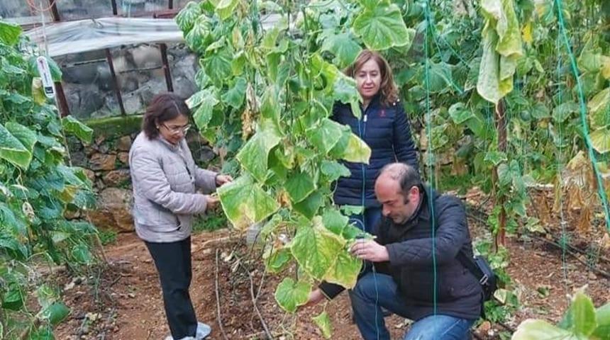 Aydıncık&rsquo;ta &ccedil;ift&ccedil;ilere serada sebze hastalıkları eğitimi
