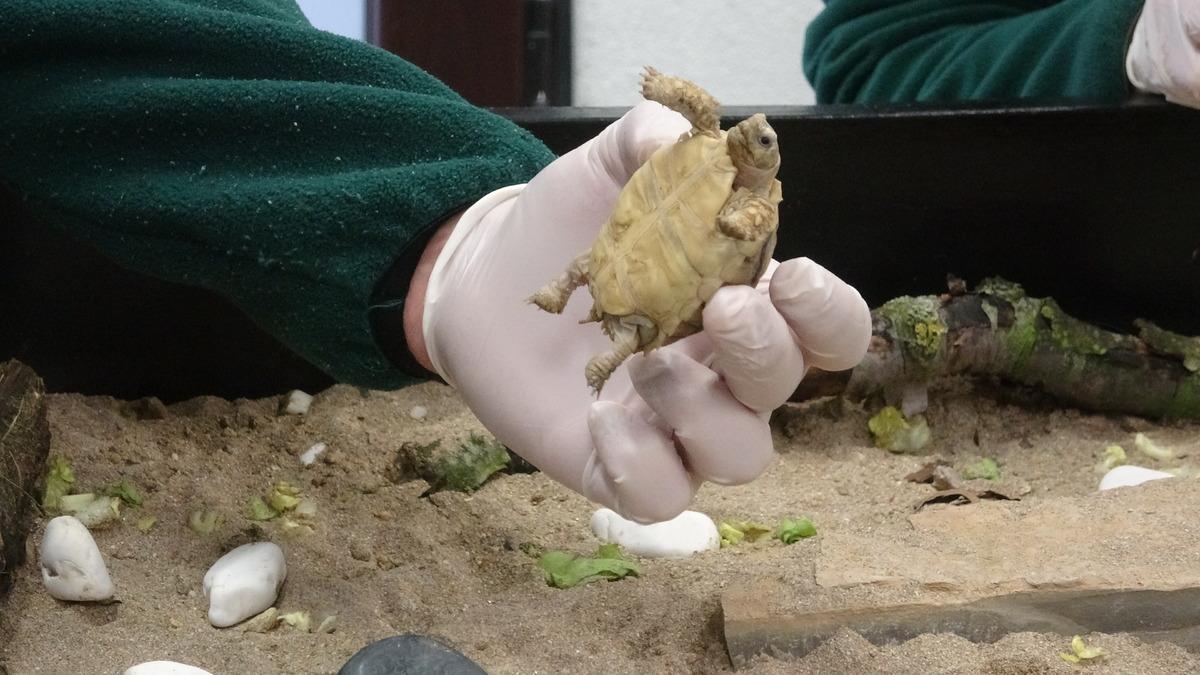 Timsah yiyen kaplumbağalar Ormanya'da bakıma alındı