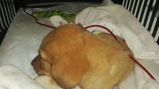 Anemi olan köpeğe kan nakli yapıldı