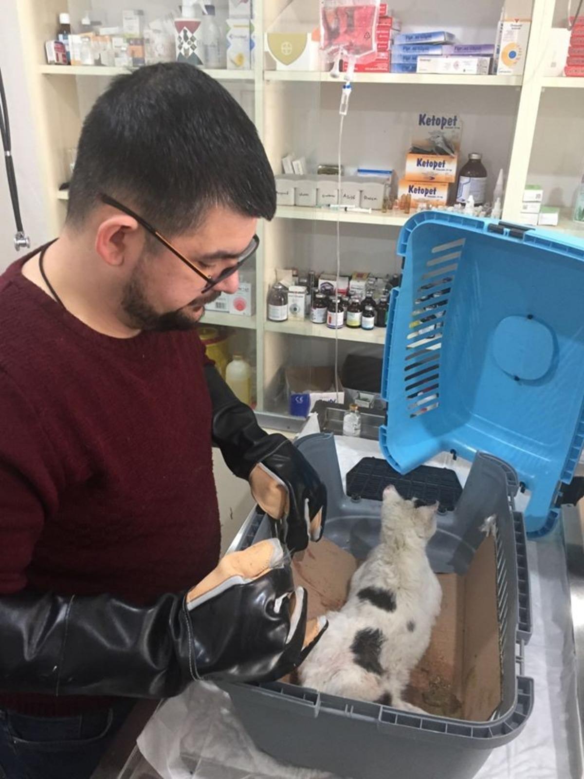 Belediye ekipleri kedi ve k&ouml;pekler i&ccedil;in seferber oldu