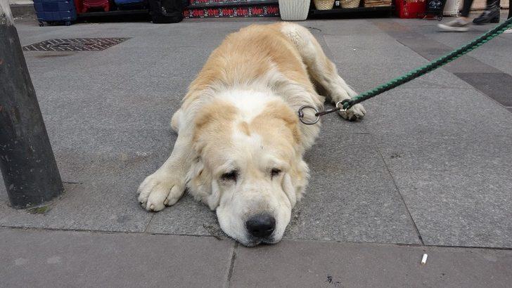 Görenler şaşkınlıklarını gizleyemedi... Türkiye’de daha büyüğü yok G4