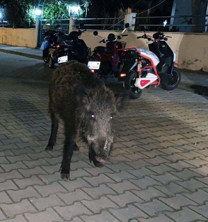 Marmaris'te yaban domuzları ilçe merkezine indi G1