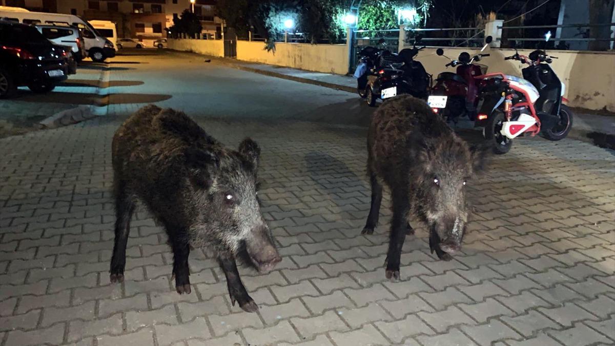 Marmaris'te yaban domuzları il&ccedil;e merkezine indi