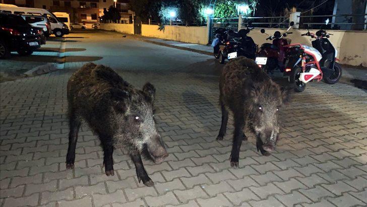 Marmaris'te yaban domuzları ilçe merkezine indi G2