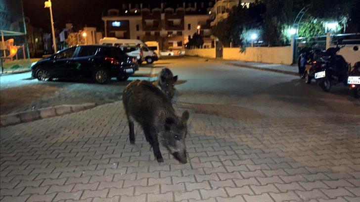 Marmaris'te yaban domuzları ilçe merkezine indi G3