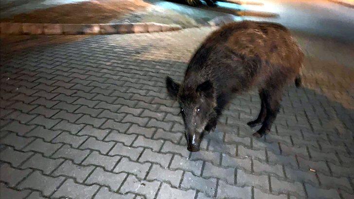 Marmaris'te yaban domuzları ilçe merkezine indi G4