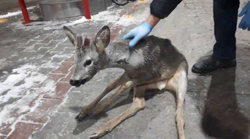 Bolu&rsquo;da, kaza ge&ccedil;iren yavru gazelle, ormancılar tarafından kurtarıldı