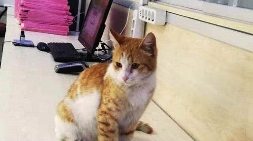 Adliyenin maskotu sevimli kedi cezaevine g&ouml;nderildi