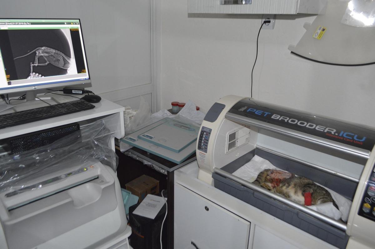 Yaralı halde bulunan kedinin kırık ayağı alındı