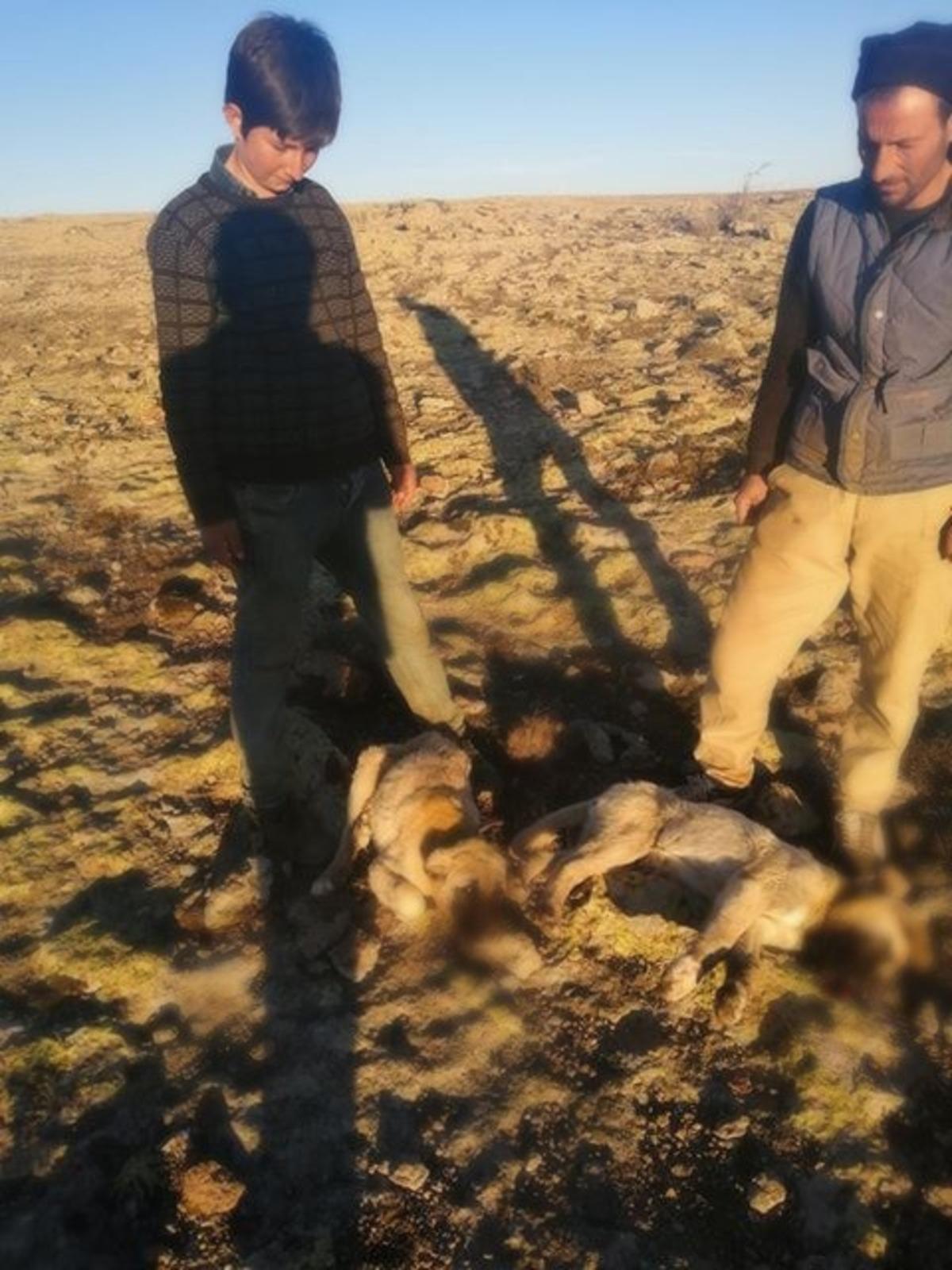 Yavru k&ouml;pekler t&uuml;fekle &ouml;ld&uuml;r&uuml;ld&uuml;