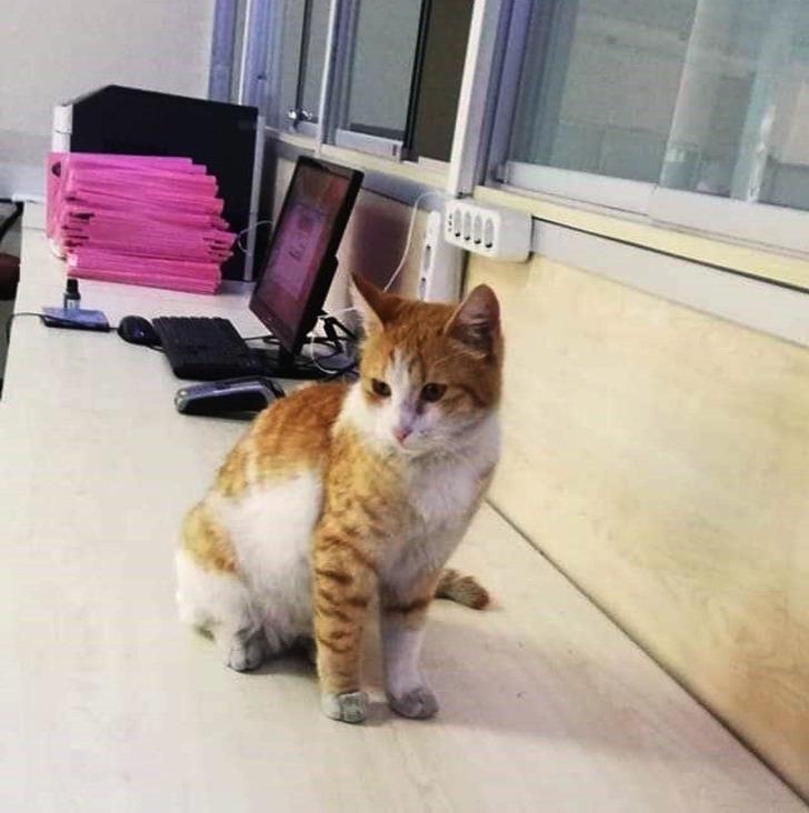 Adliyenin maskotuydu! Sevimli kedi cezaevine gönderildi Yaşam Haberleri