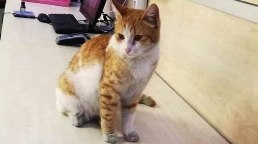 Adliyenin maskotuydu! Sevimli kedi cezaevine gönderildi