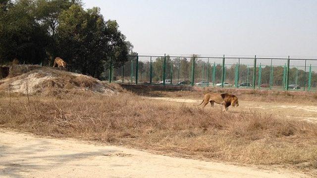 Pakistan'ın en büyük hayvanat bahçesi Lahore Safari'sinde yaklaşık 40'a yakın aslan esir tutuluyor.