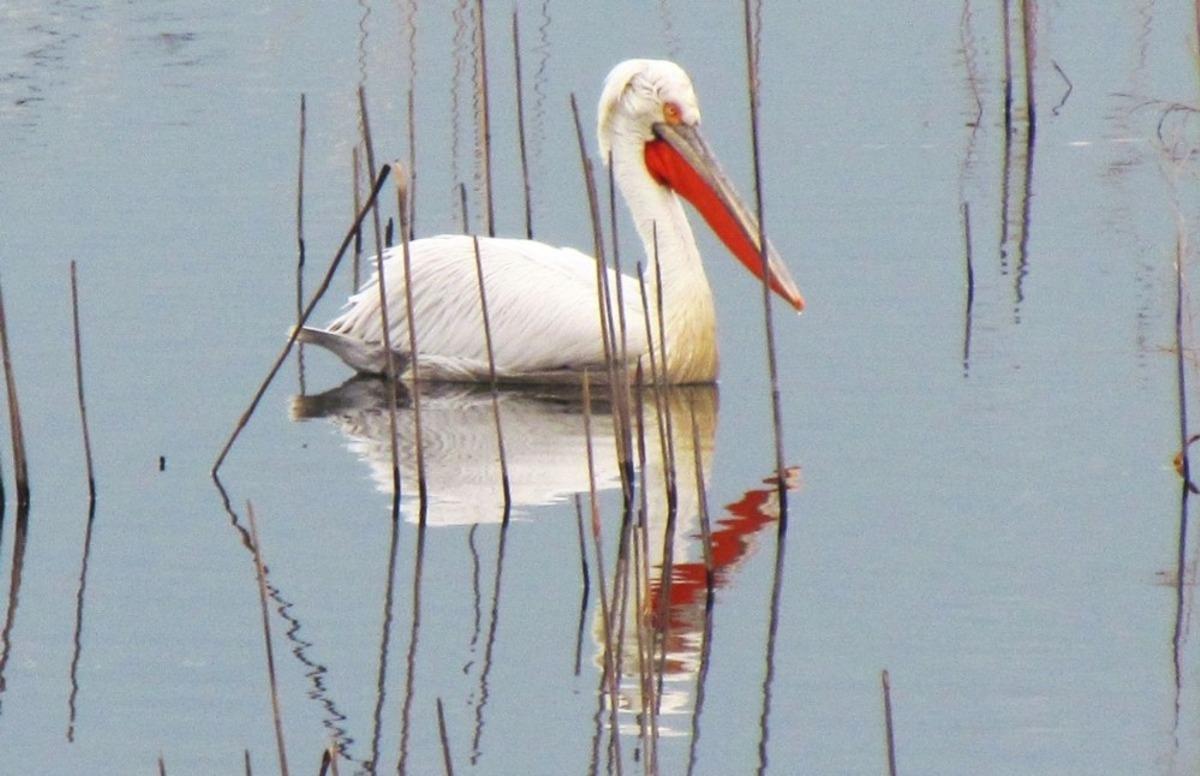 Tepeli Pelikan t&uuml;r eylem planı platform komisyonu inceleme yaptı