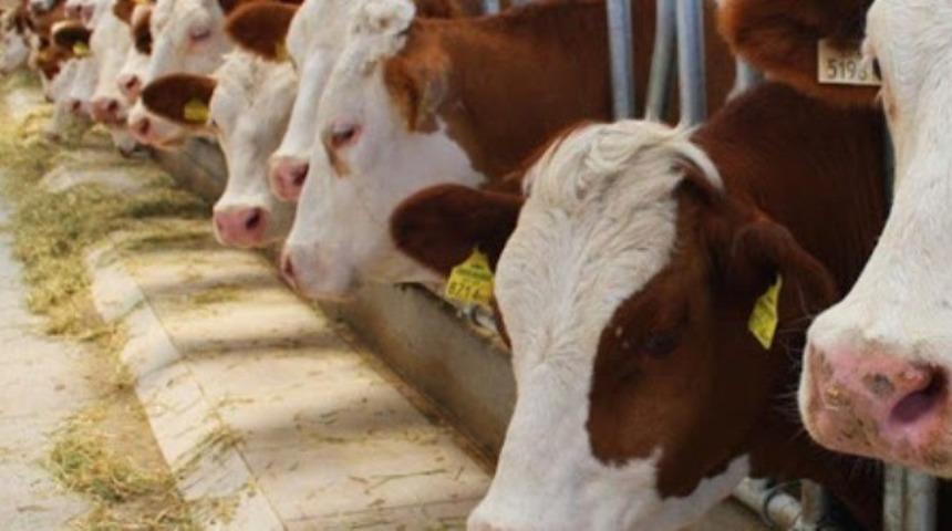 Samsun&rsquo;da 28 hayvan yetiştiricisine hibe desteği