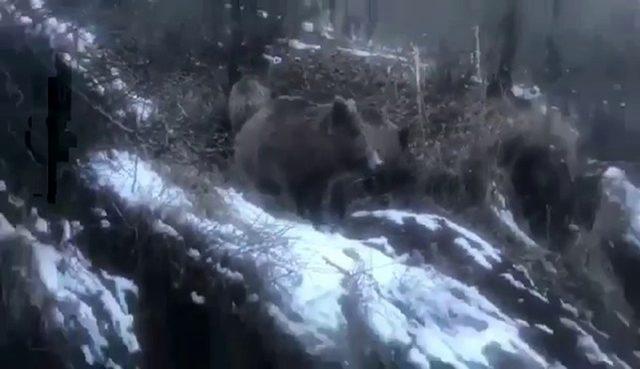 Aç kalan yaban domuzları köye indi