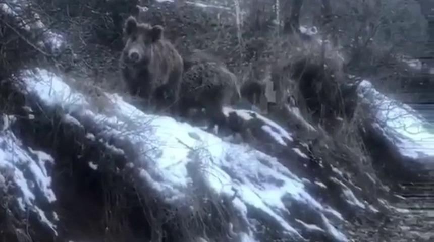 A&ccedil; kalan yaban domuzları k&ouml;ye indi