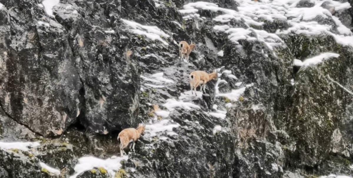 Tunceli'de dağ ke&ccedil;isi s&uuml;r&uuml;s&uuml; il&ccedil;eye indi! G&ouml;ren telefona sarıldı