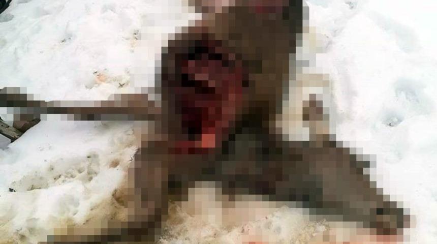 Doğaya salınan kızıl geyikler, kurtlar tarafından telef ediliyor