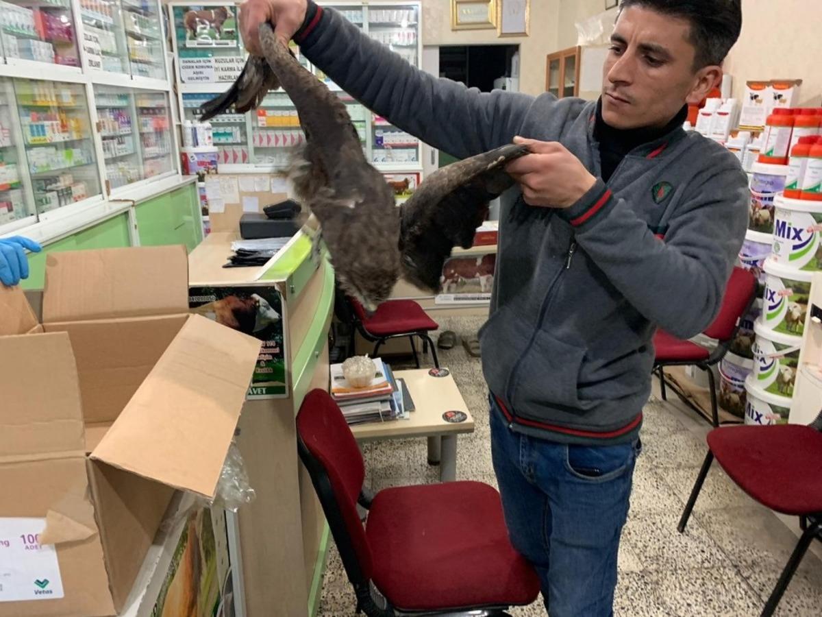 Birecik&rsquo;te yaralı şahin tedavi altına alındı