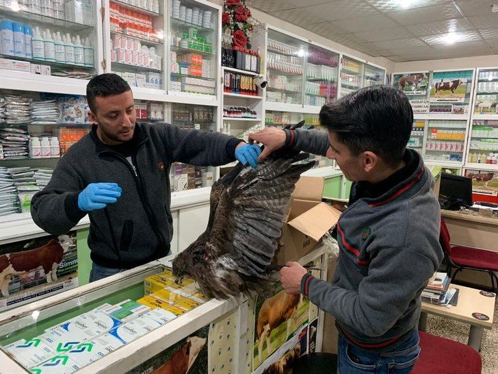 Birecik’te yaralı şahin tedavi altına alındı G2