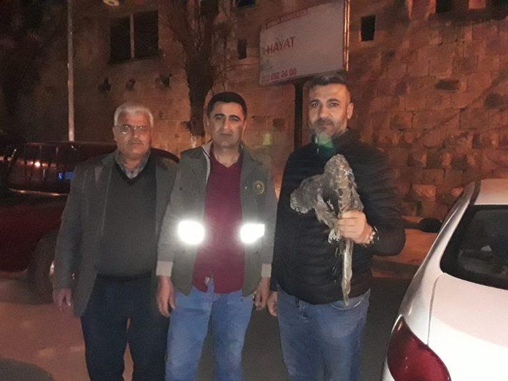 Birecik’te yaralı şahin tedavi altına alındı G3
