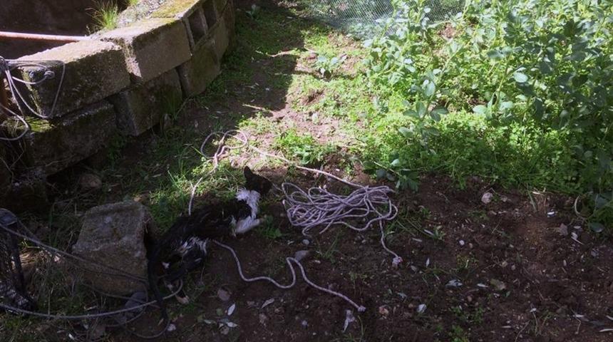 Su kuyusuna düşen kediyi itfaiye kurtardı