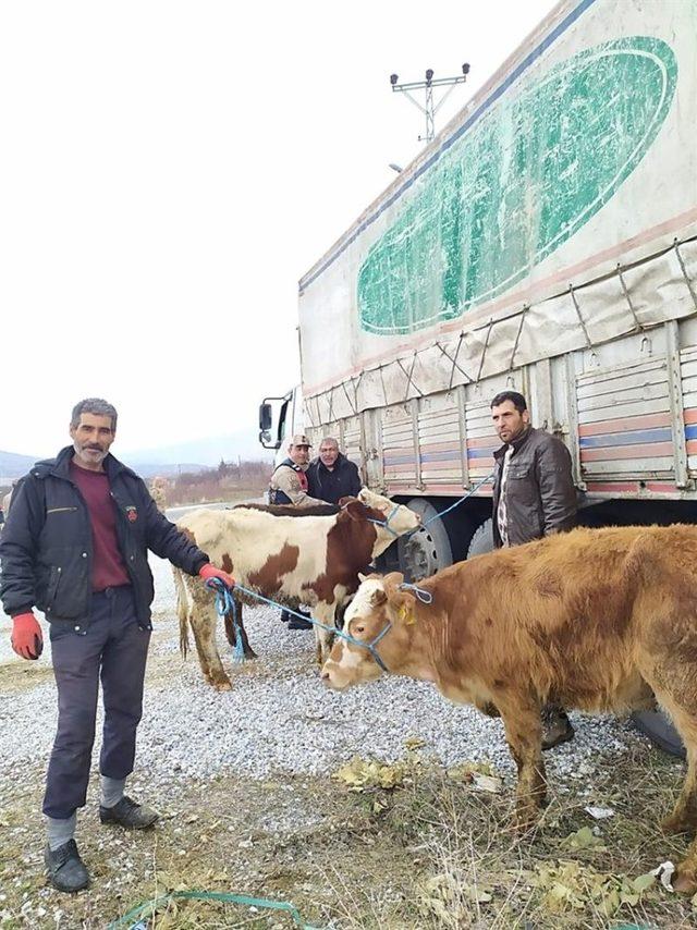 Malatya’da, 93 çiftçiye 552 baş damızlık düve alımı desteklemesi