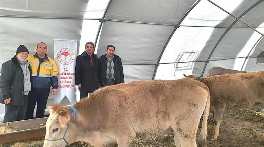 Malatya’da, 93 çiftçiye 552 baş damızlık düve alımı desteklemesi