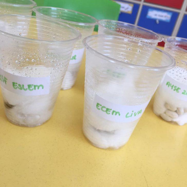 Bitkilerin yaşam döngüsünü öğrendiler G5