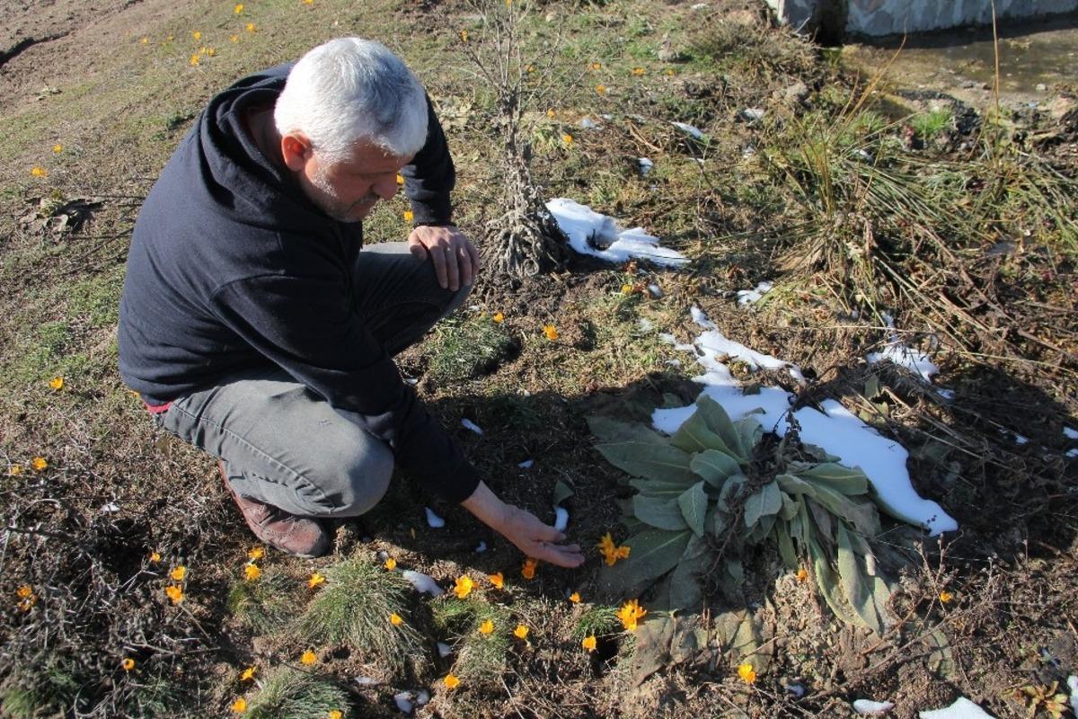 Kar ve &ccedil;iğdemler bir arada