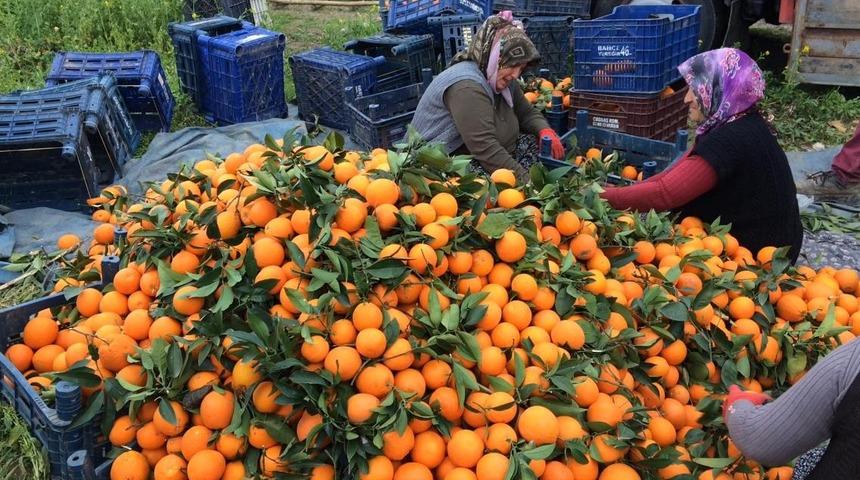 Narenciyeyi soğuk değil dedikodusu vurdu! Portakalın kilosu 1 liraya düştü
