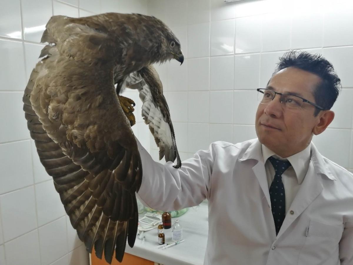 Manisa&rsquo;da yaralı kızıl şahine yardım eli