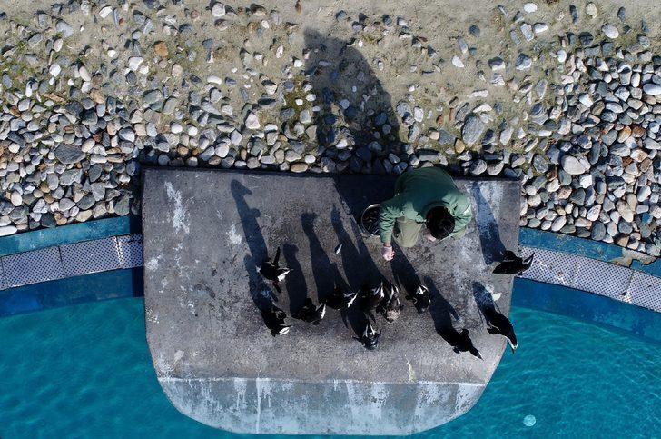 Bursa'nın penguenleri yumurtladı G1