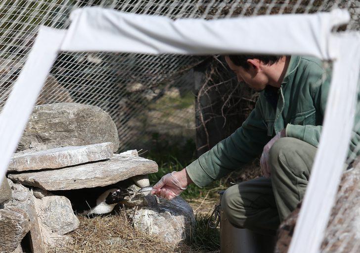 Bursa'nın penguenleri yumurtladı G2